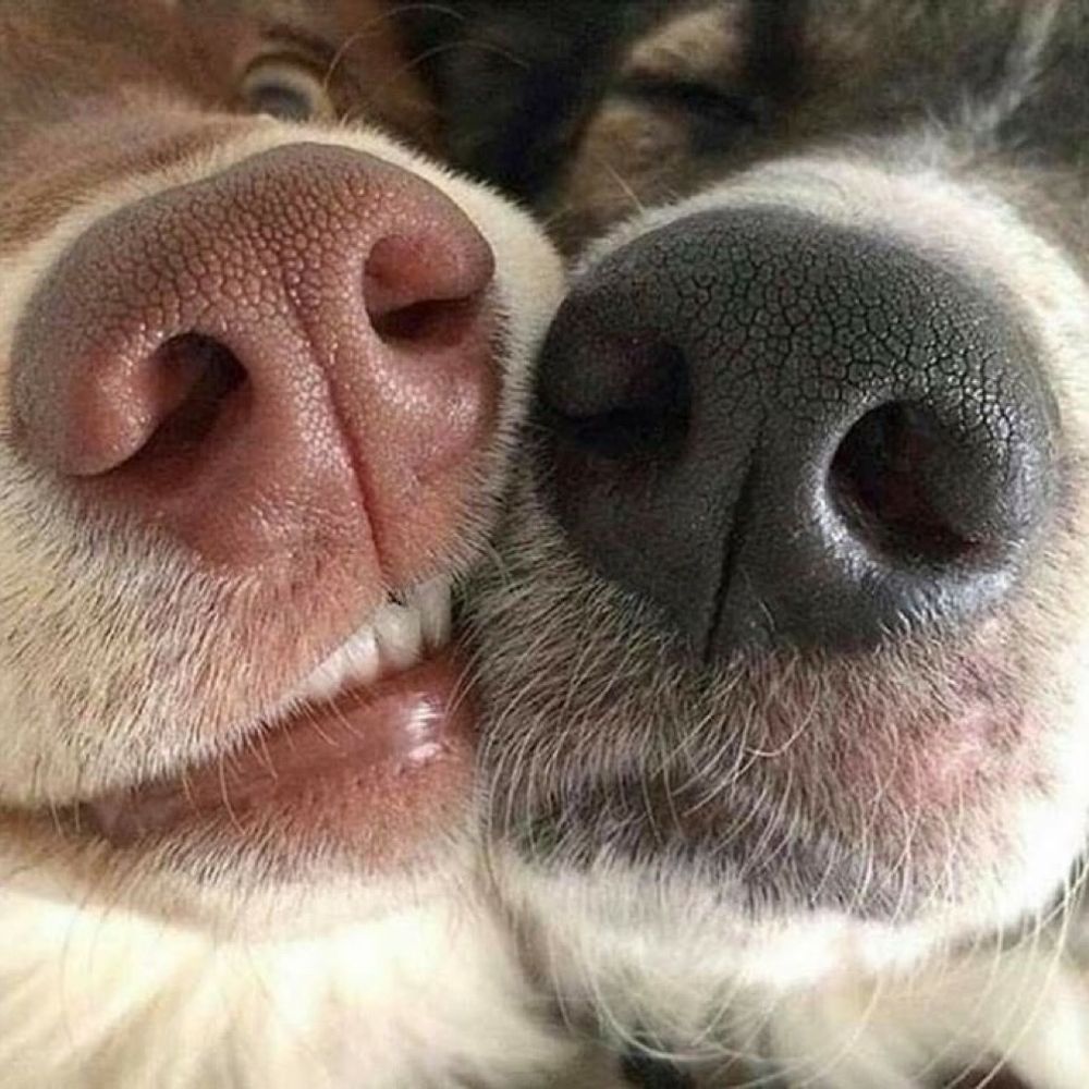FloofyDawg