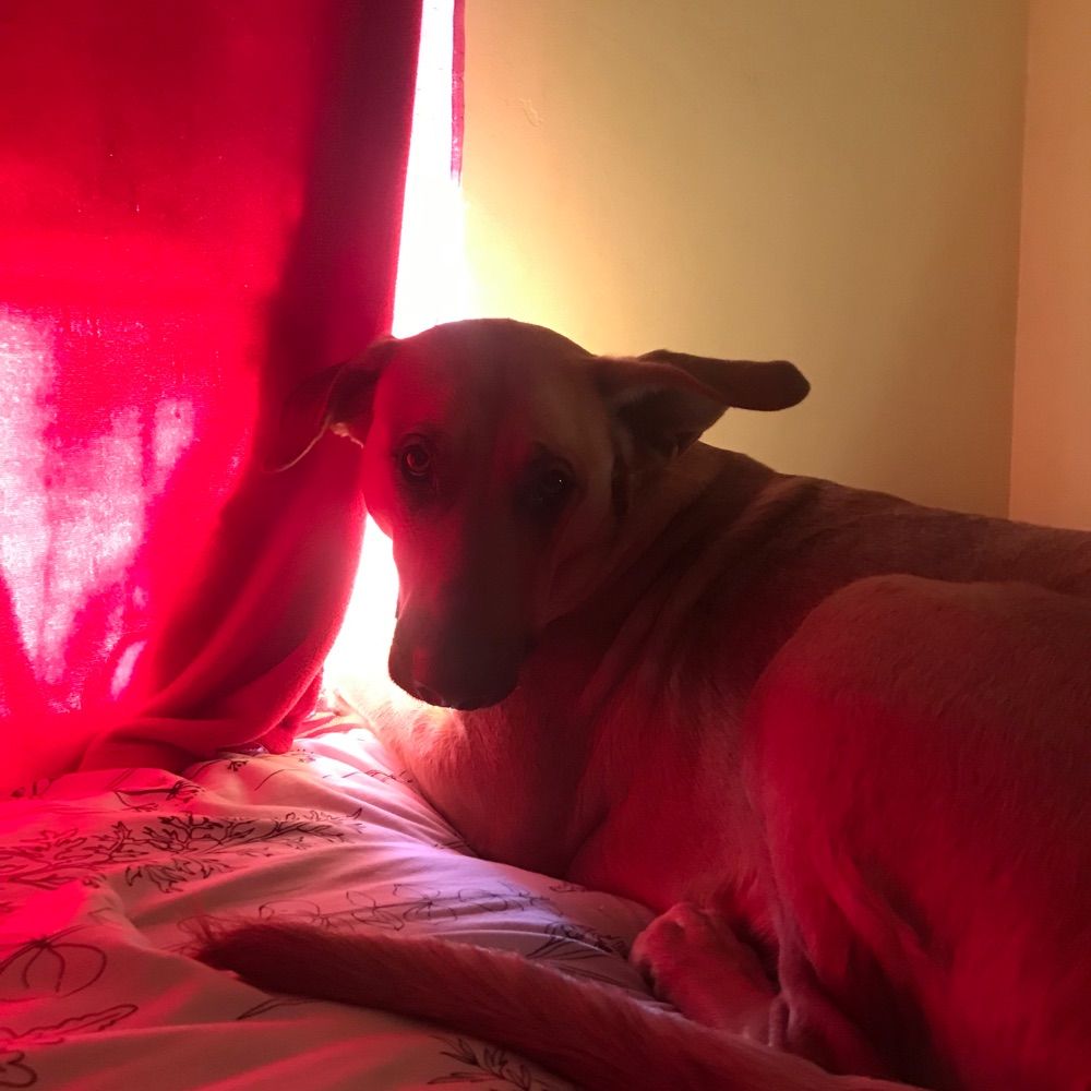 sophie