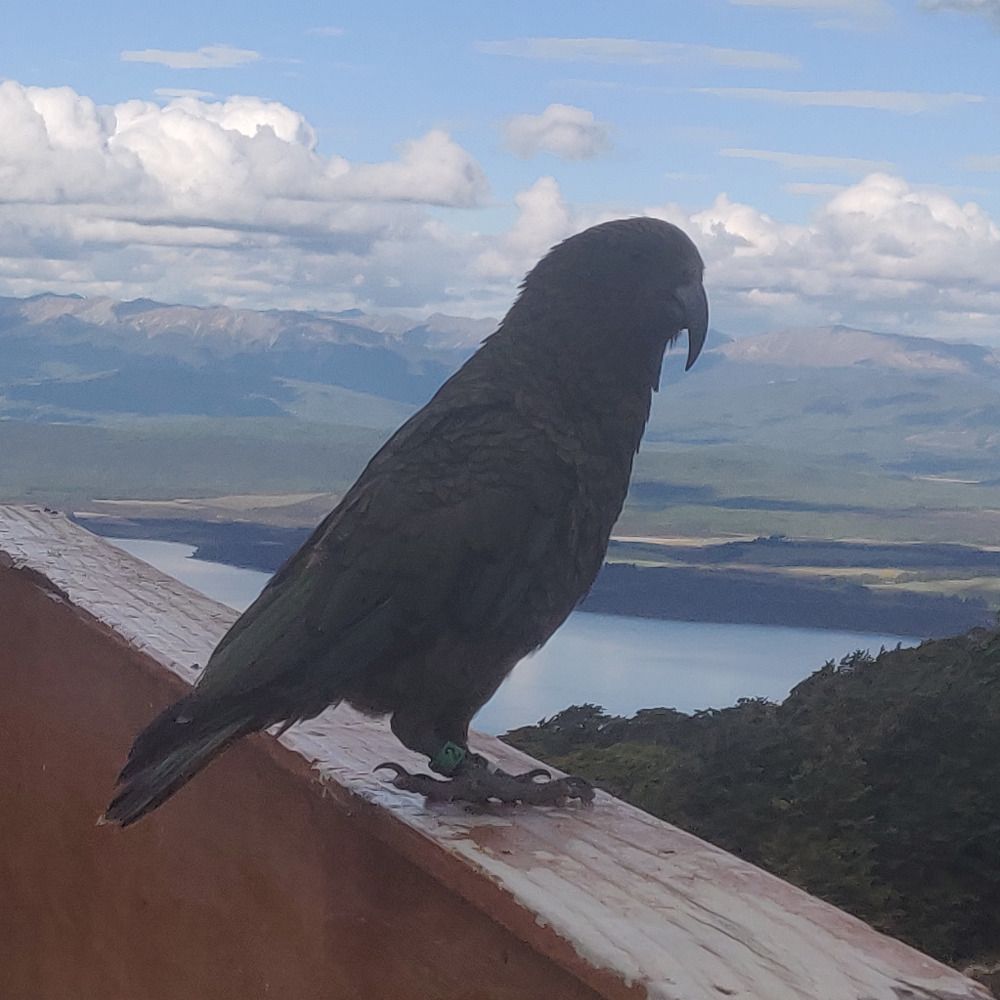 WeatherNZ - Mirror of WeatherWatch and MetService
