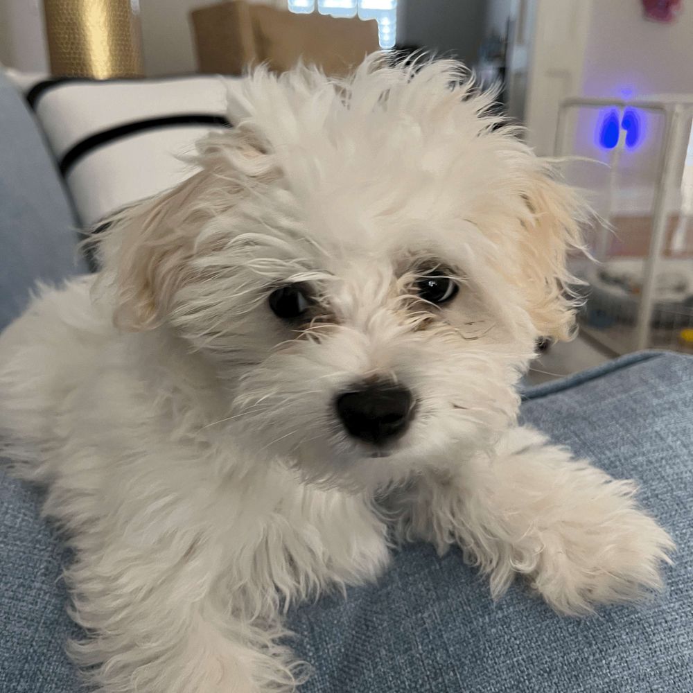 Maltipoo Mama