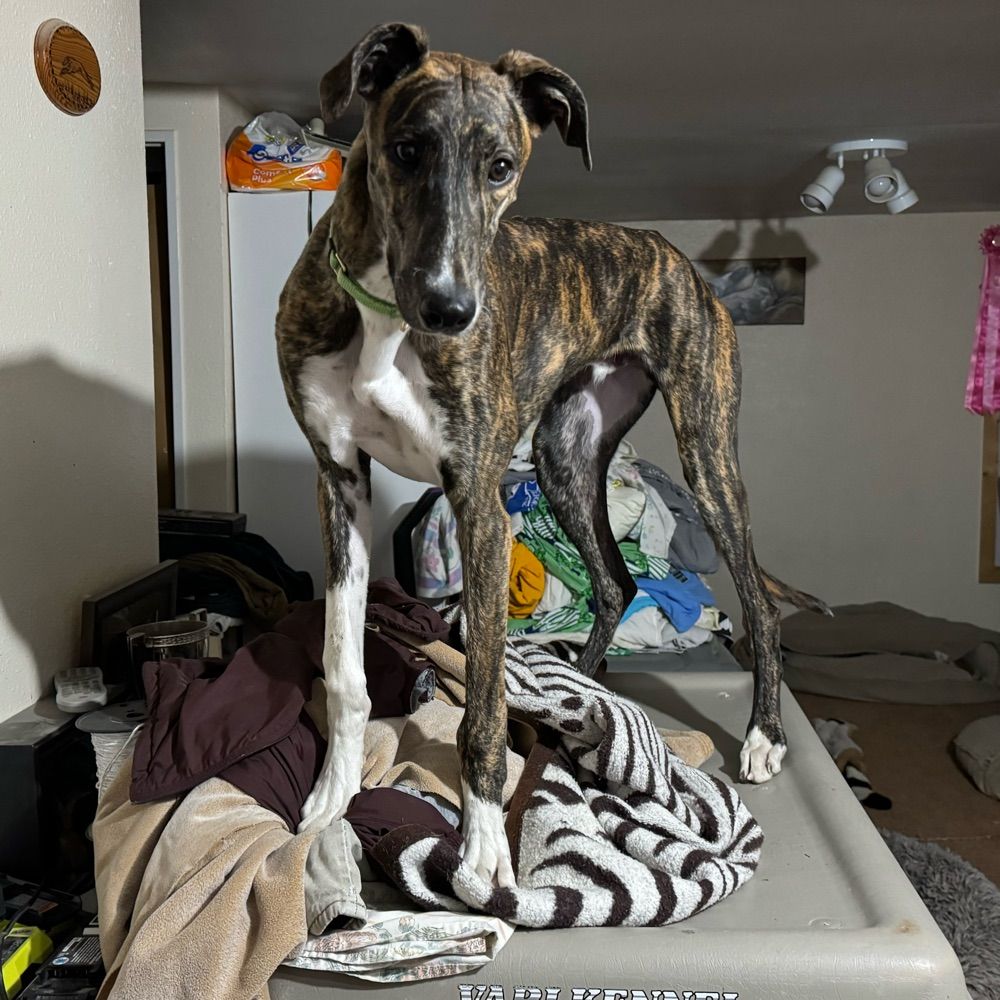 HalfMoon Greyhounds