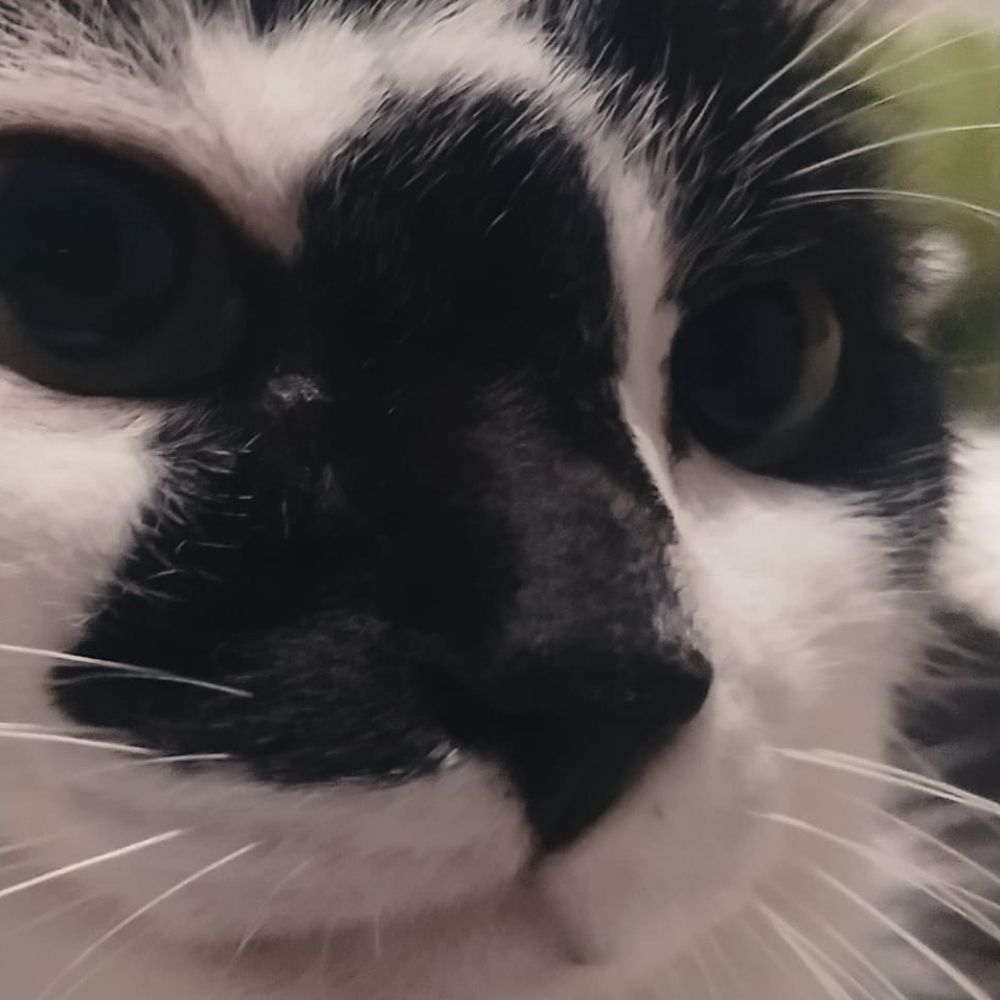 ᓚᘏᗢoliver