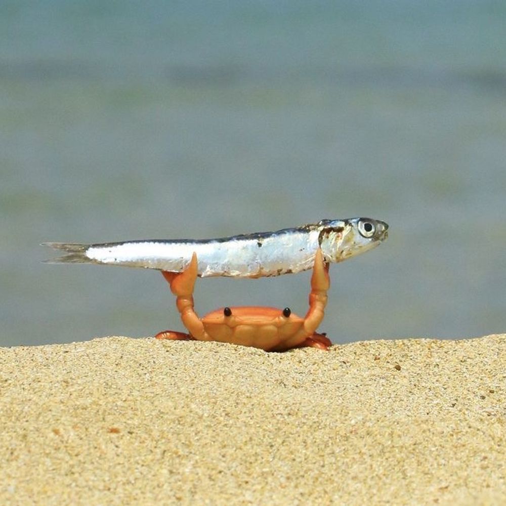 청소부엉이