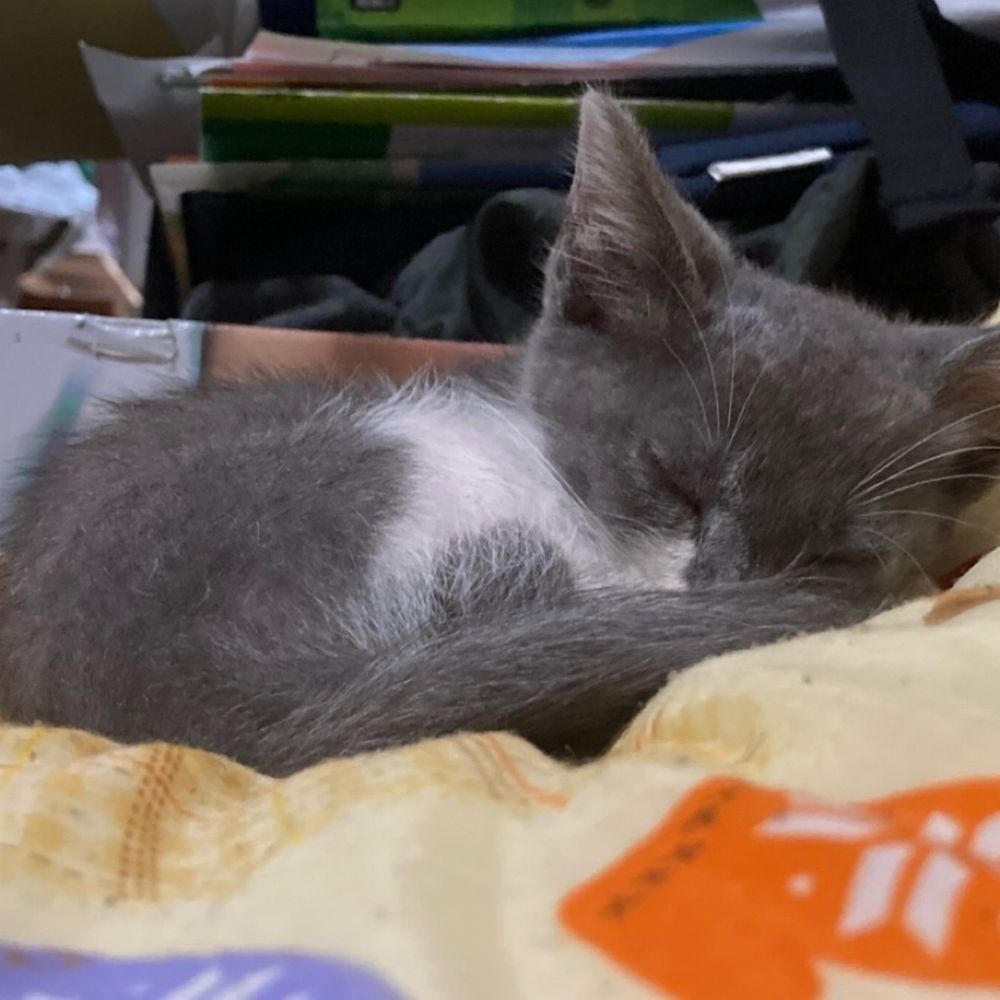 ようたん