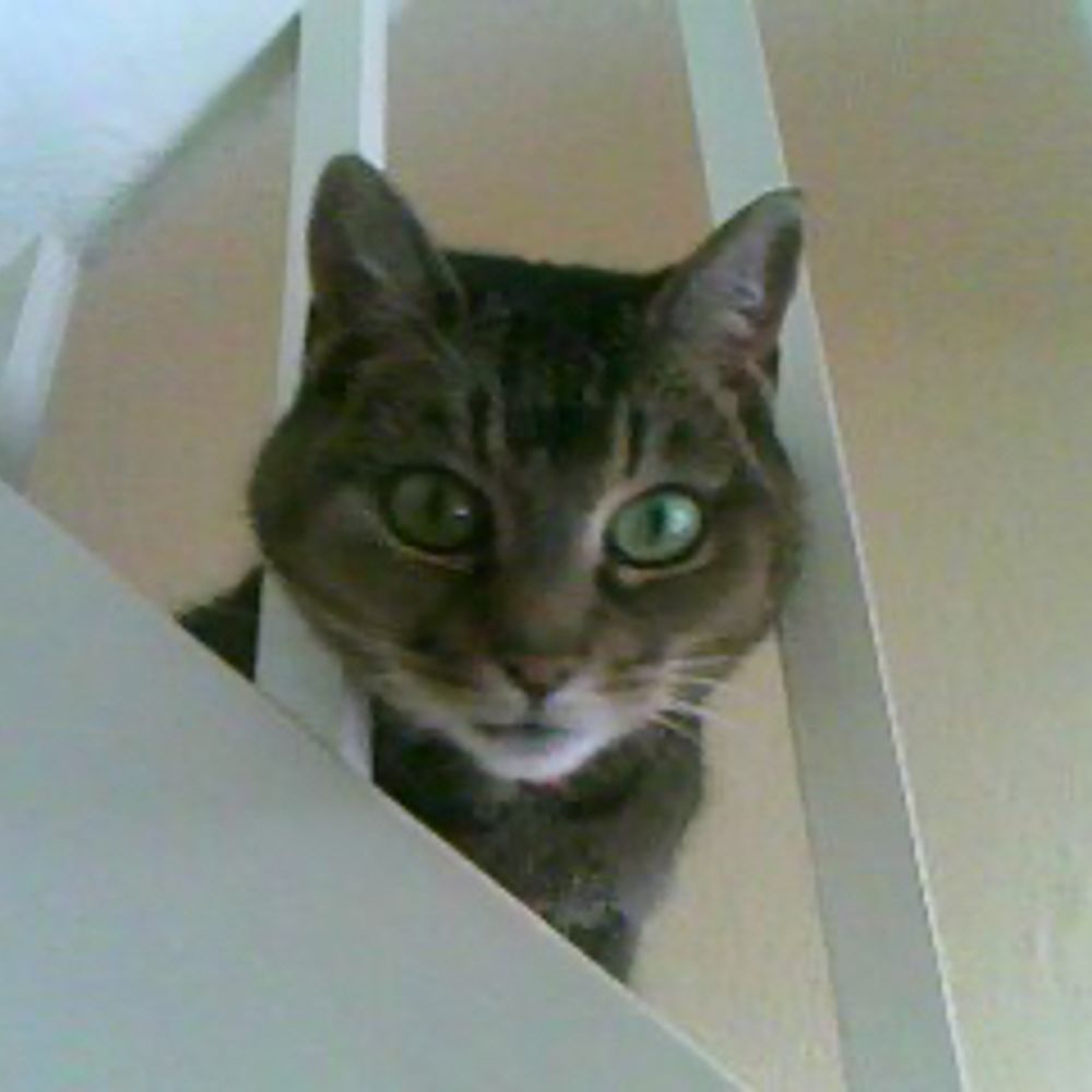 fanniebarnet.bsky.social profile picture