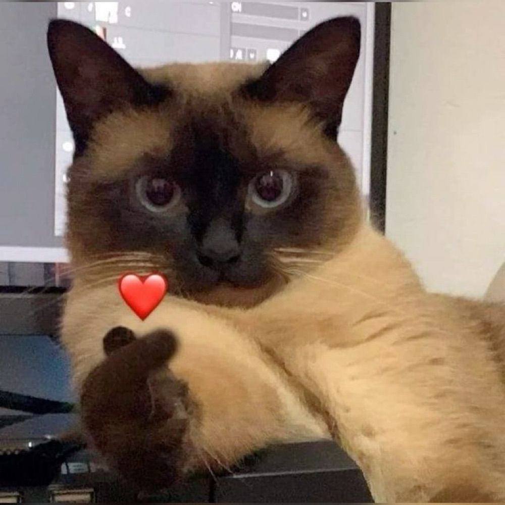 Rich_gatinho