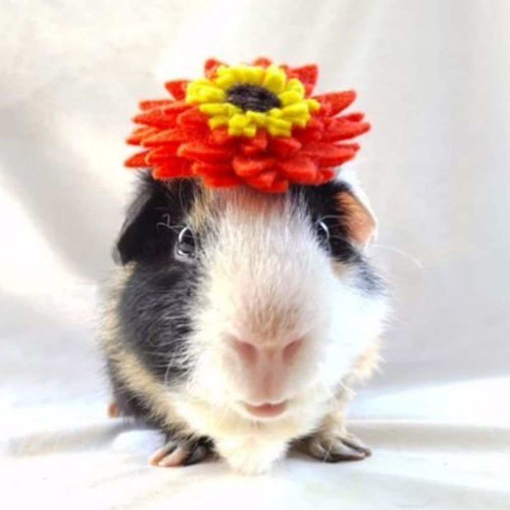 めめ🌻