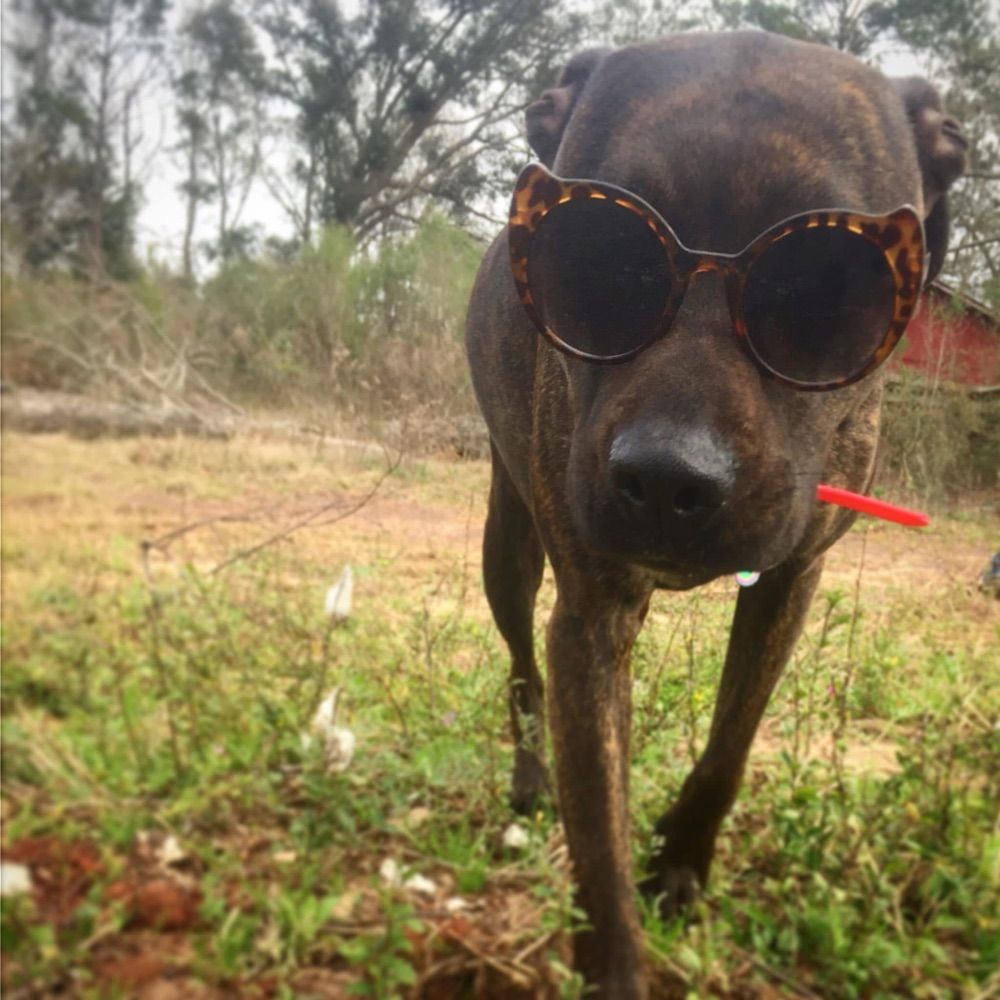PrimativePawsRattery