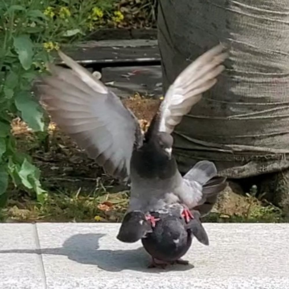 わっふー