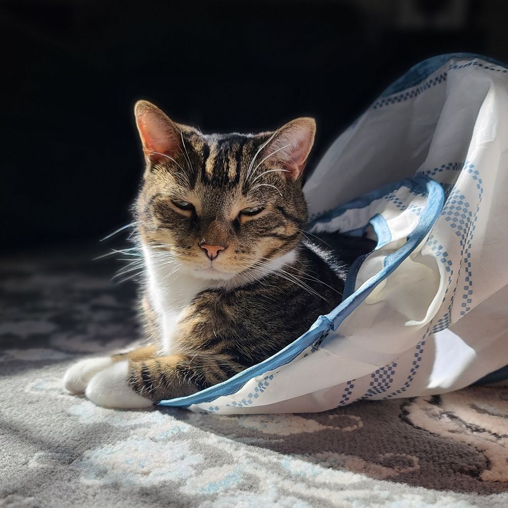 Very Tired Vet Tech