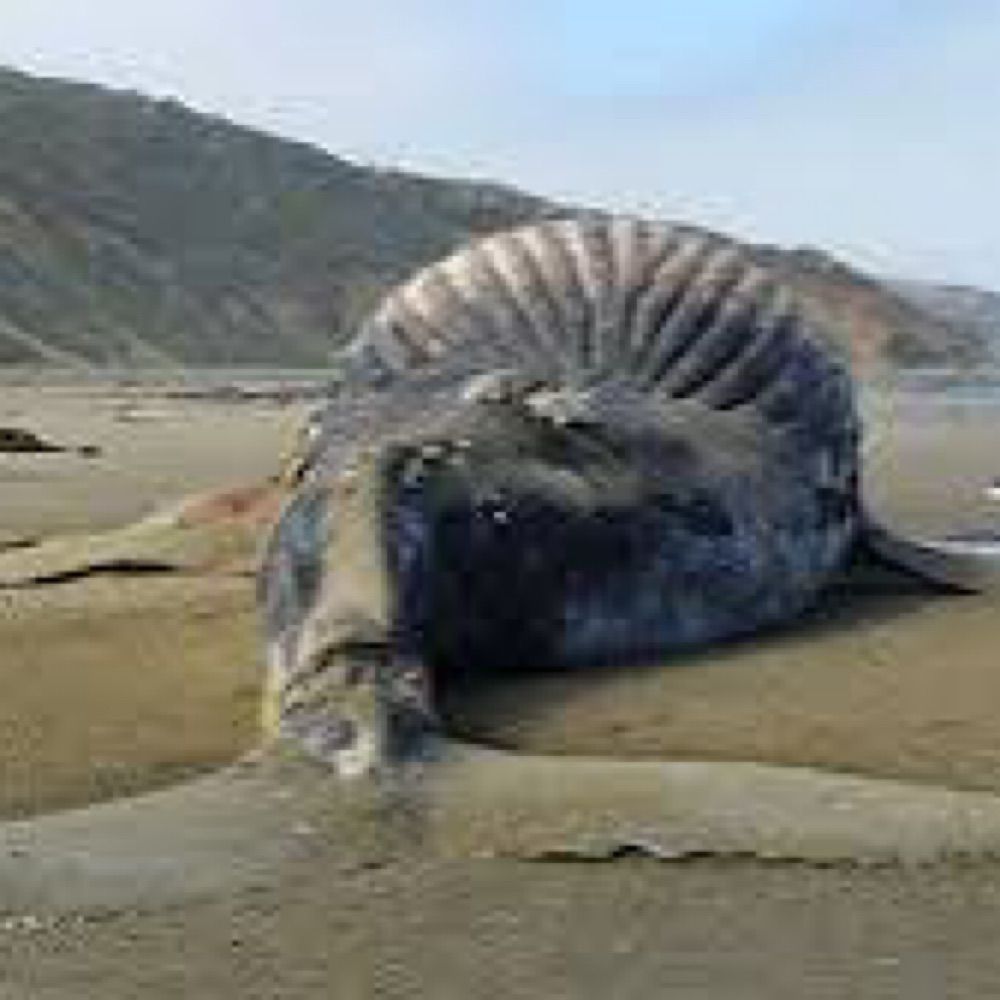 Failed Whale