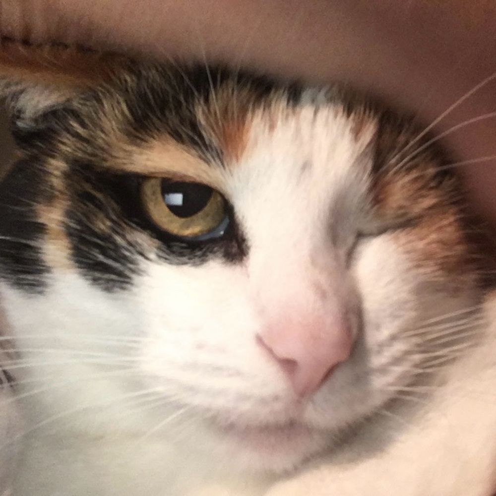 ぜのぱす 