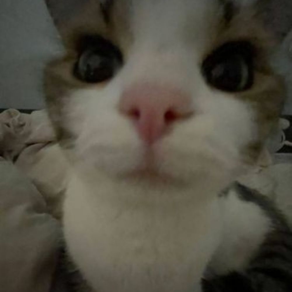 yaya