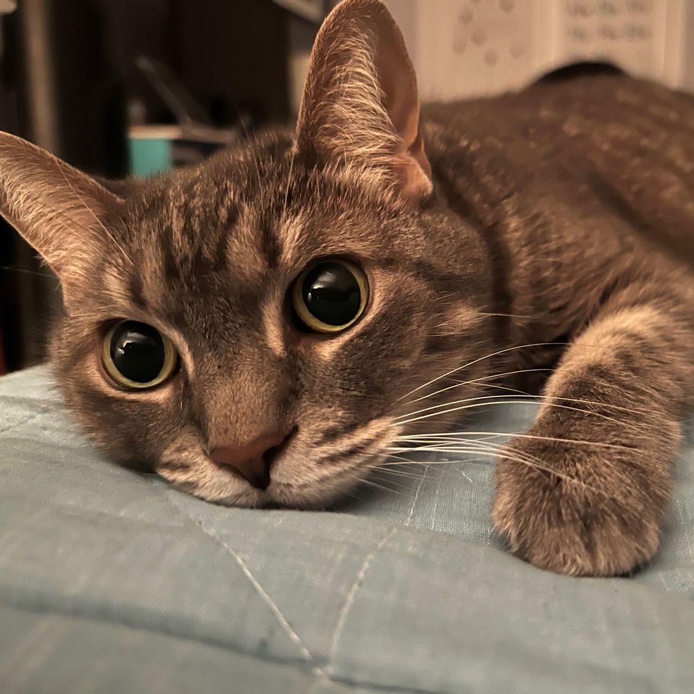alison