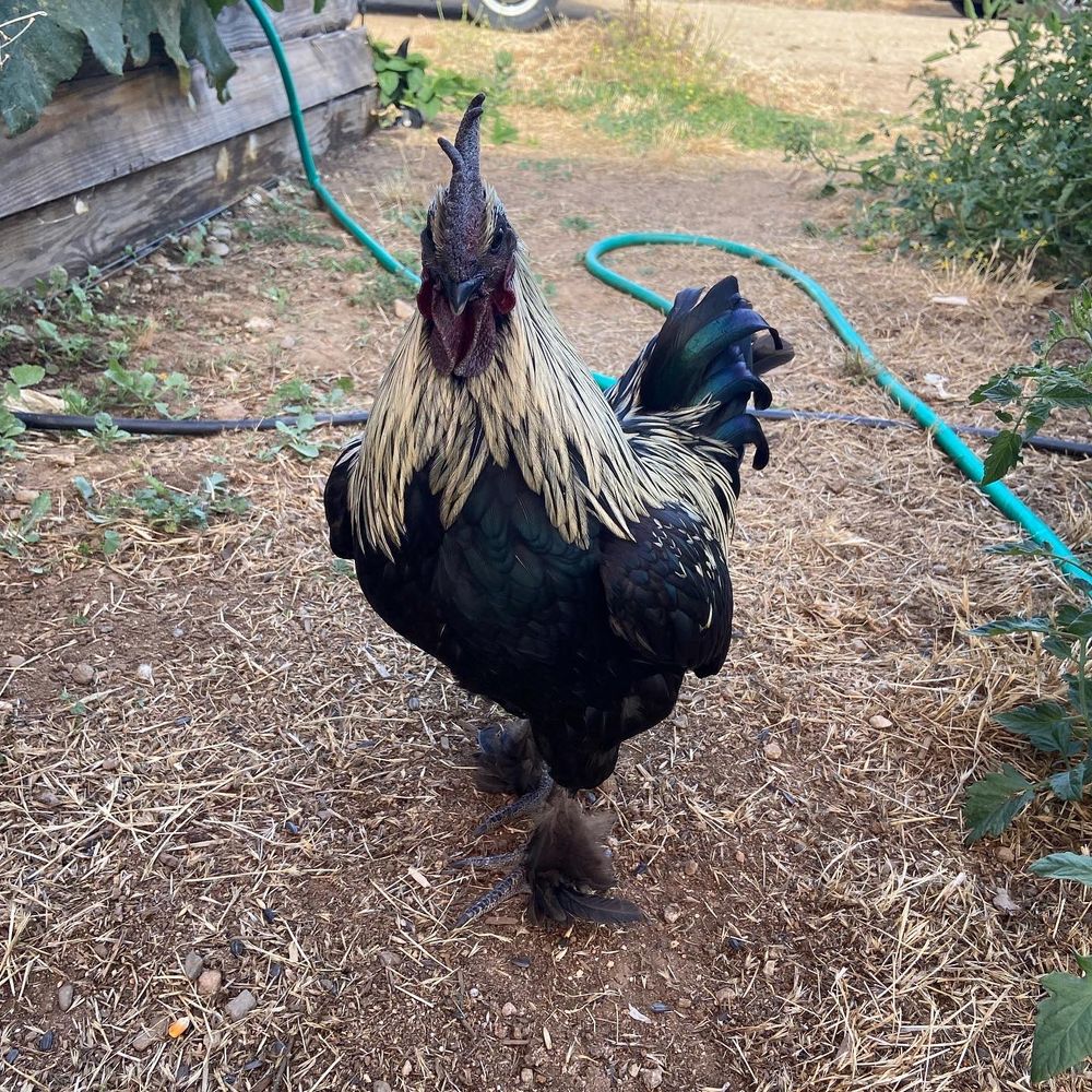🖤goth _rooster🖤