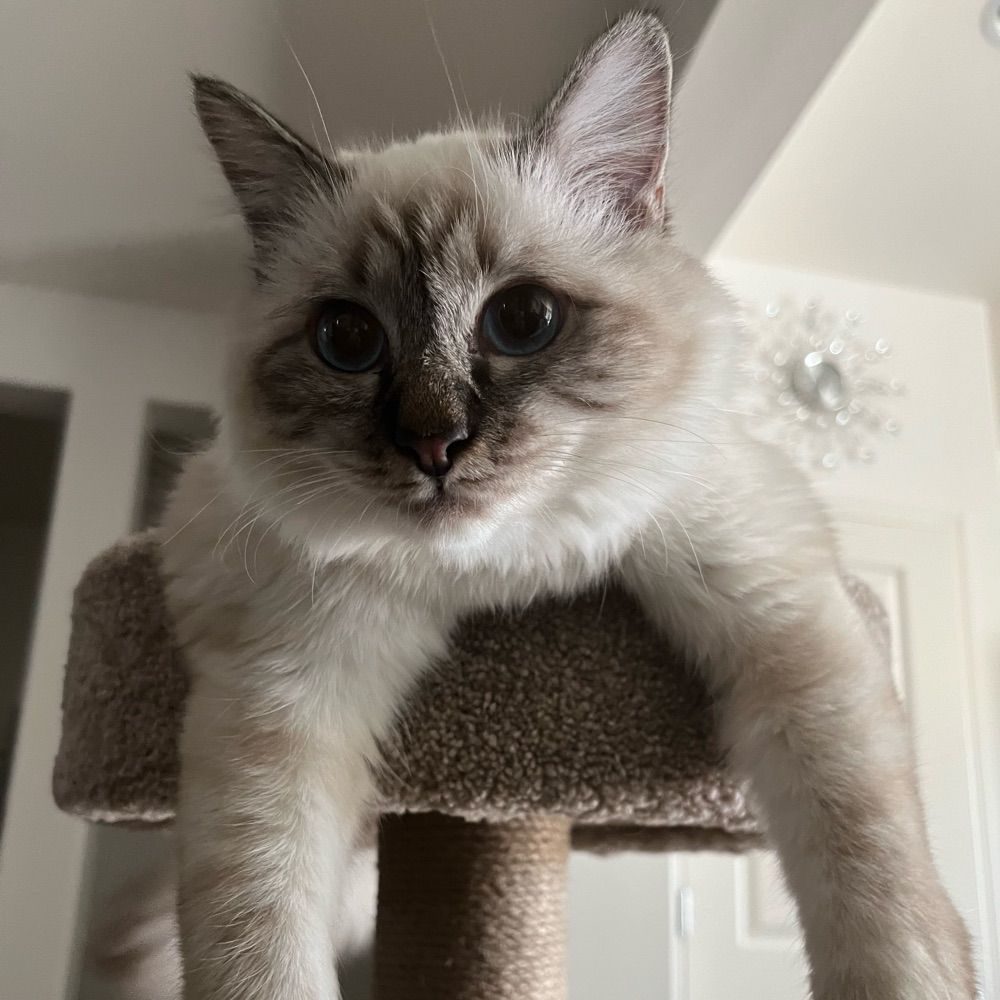 Audrey