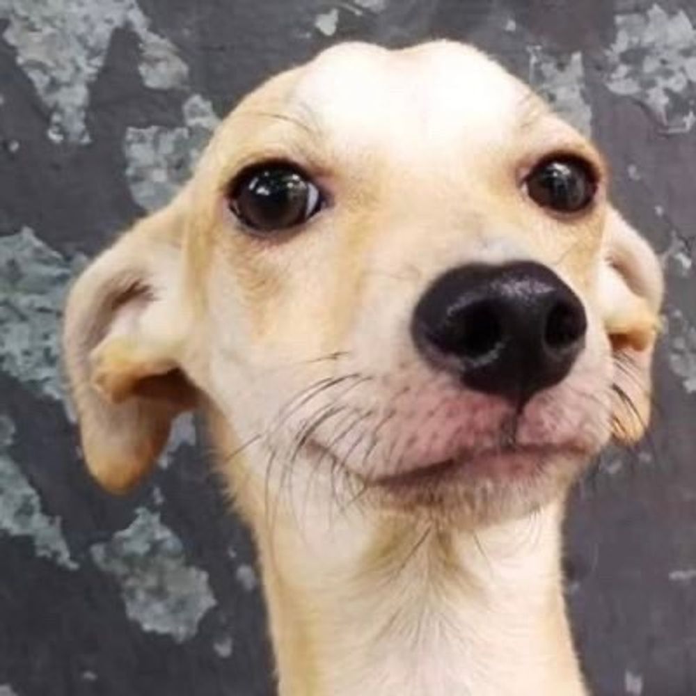 fp