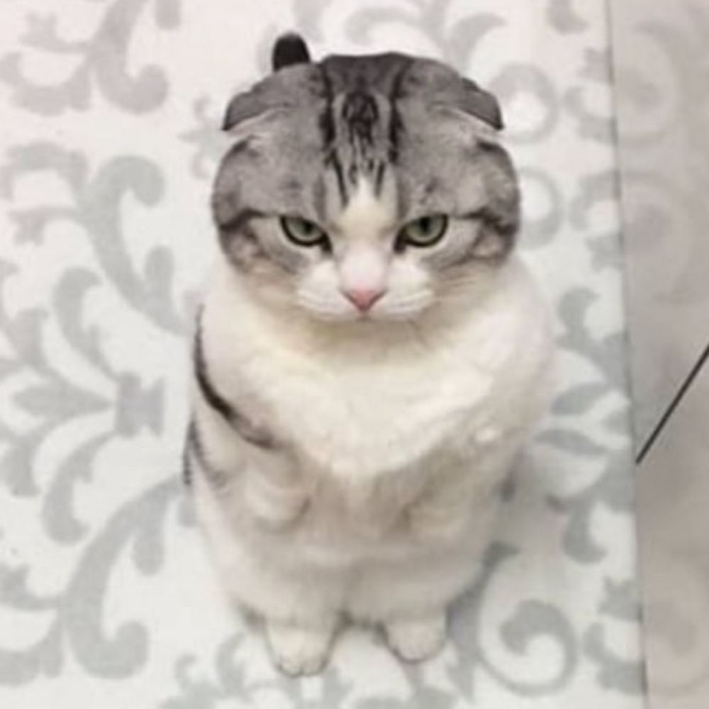 ねこの