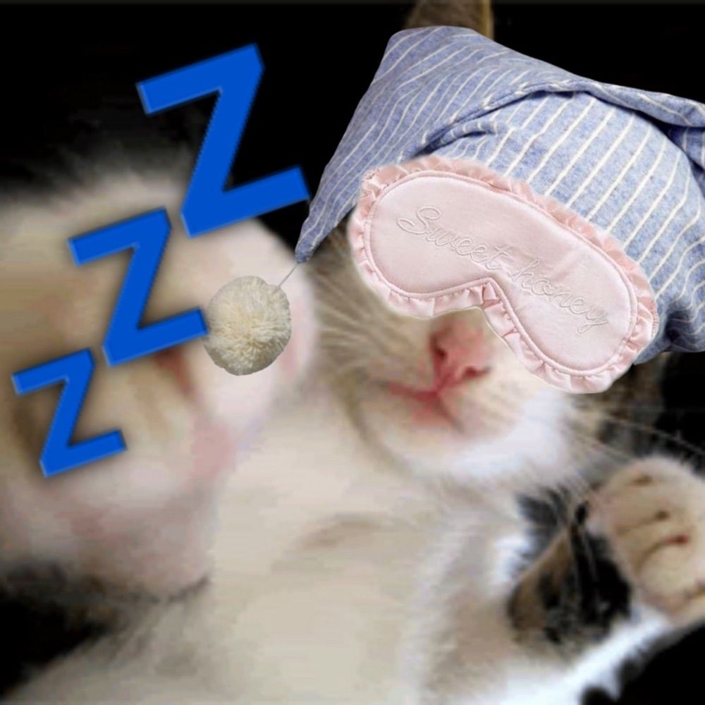 Punch Cat