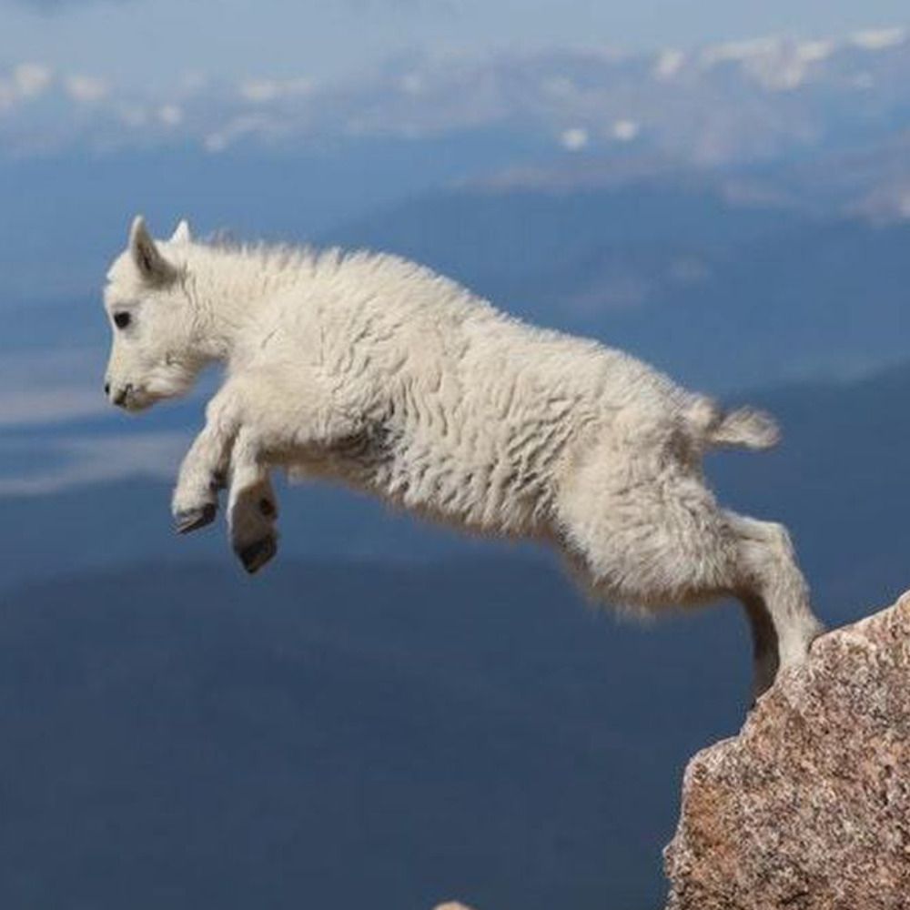 the mountain goats lyrics