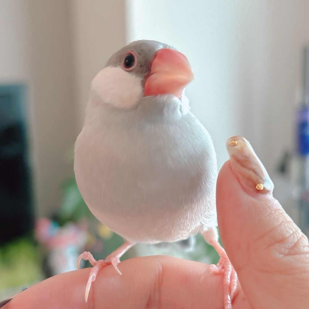 🐥☁️