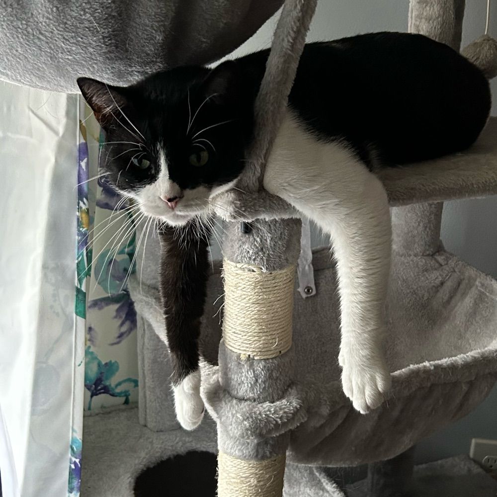 Ellie 🐱 