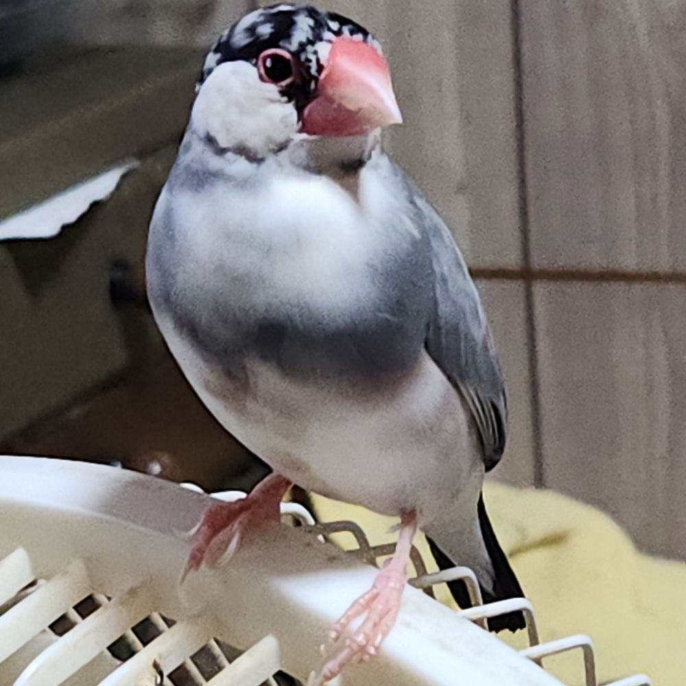ゴーヤ