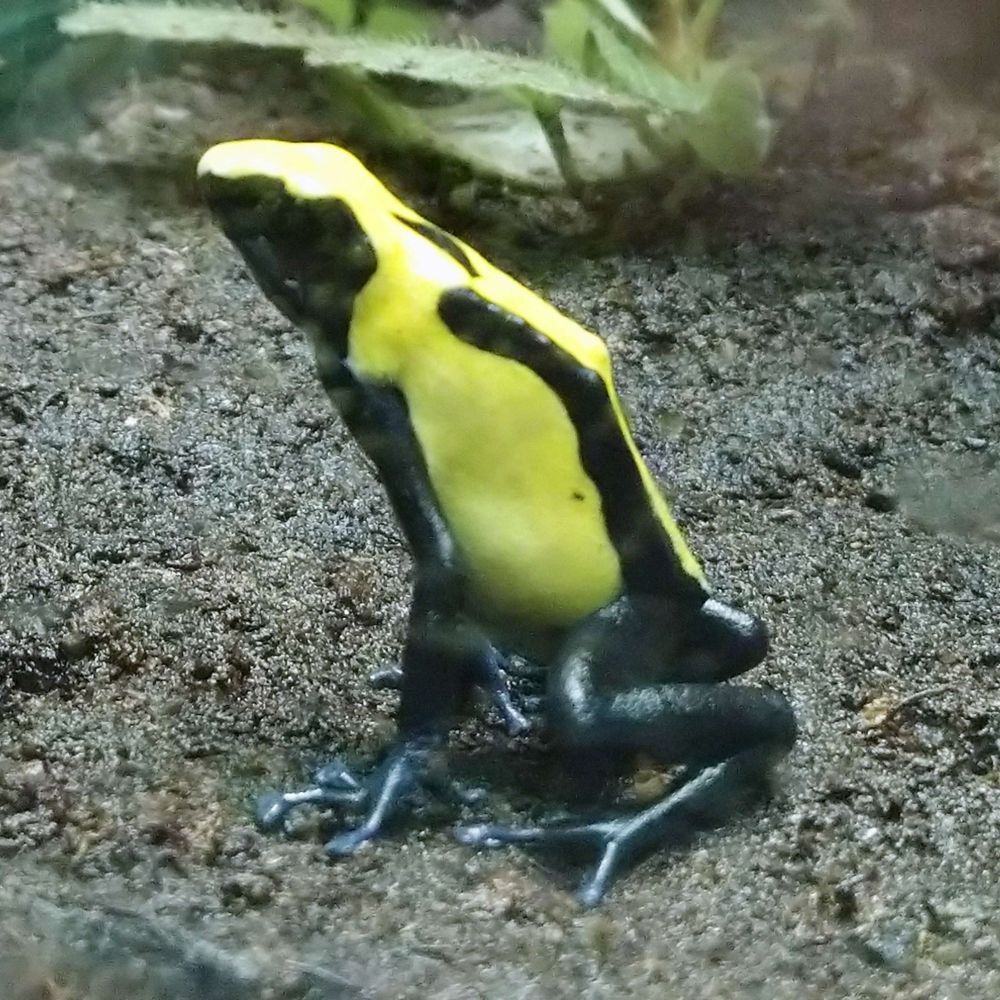 ミシマ