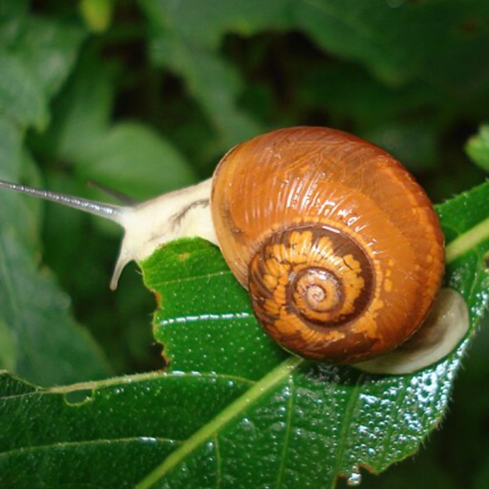 way of the snail 🐌