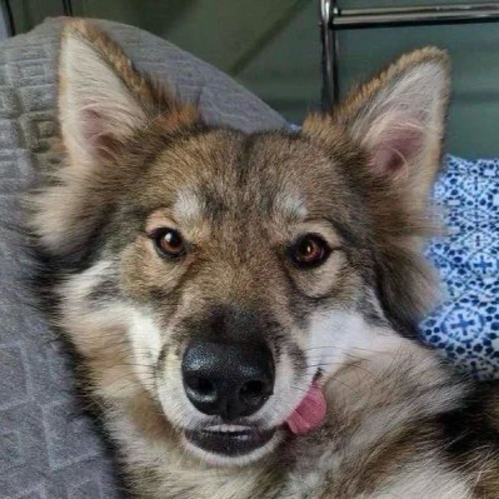 the dog