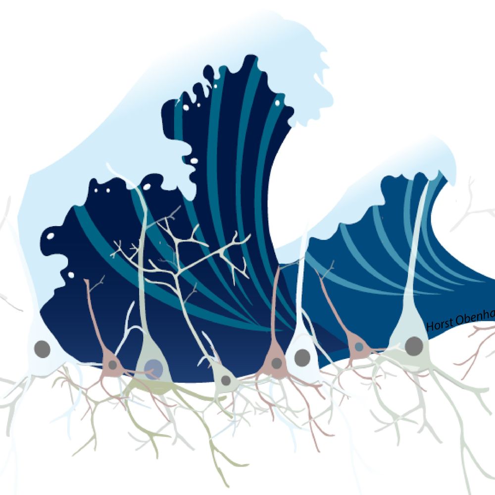 Marine Neuroscience Laboratory