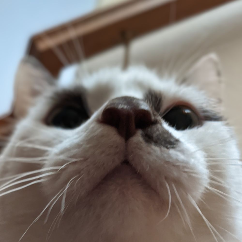 lolakins
