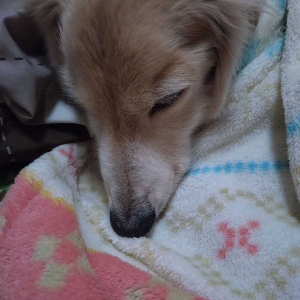ともたろう