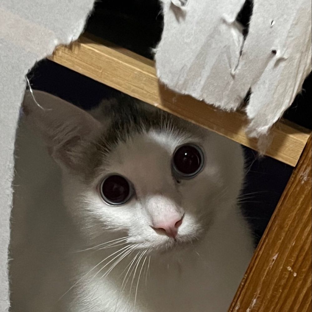 しゃけ
