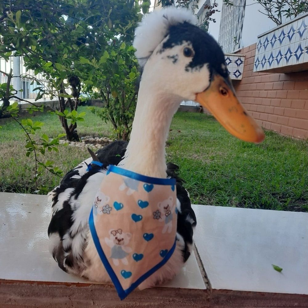 duck