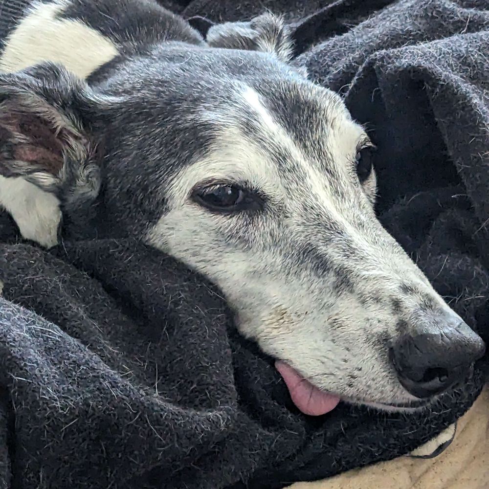 Snooty McDerp-Face