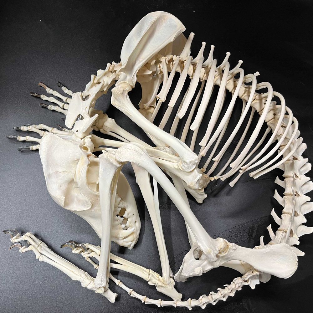 Skeletal Articulation