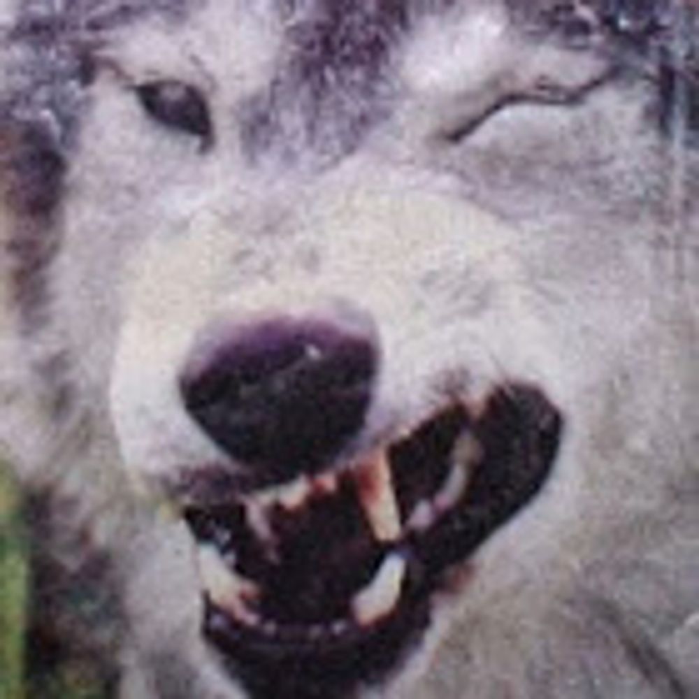 Lupine Wolf