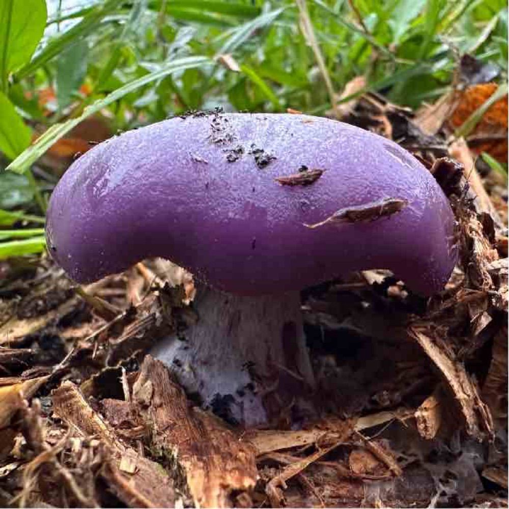 Field Blewit