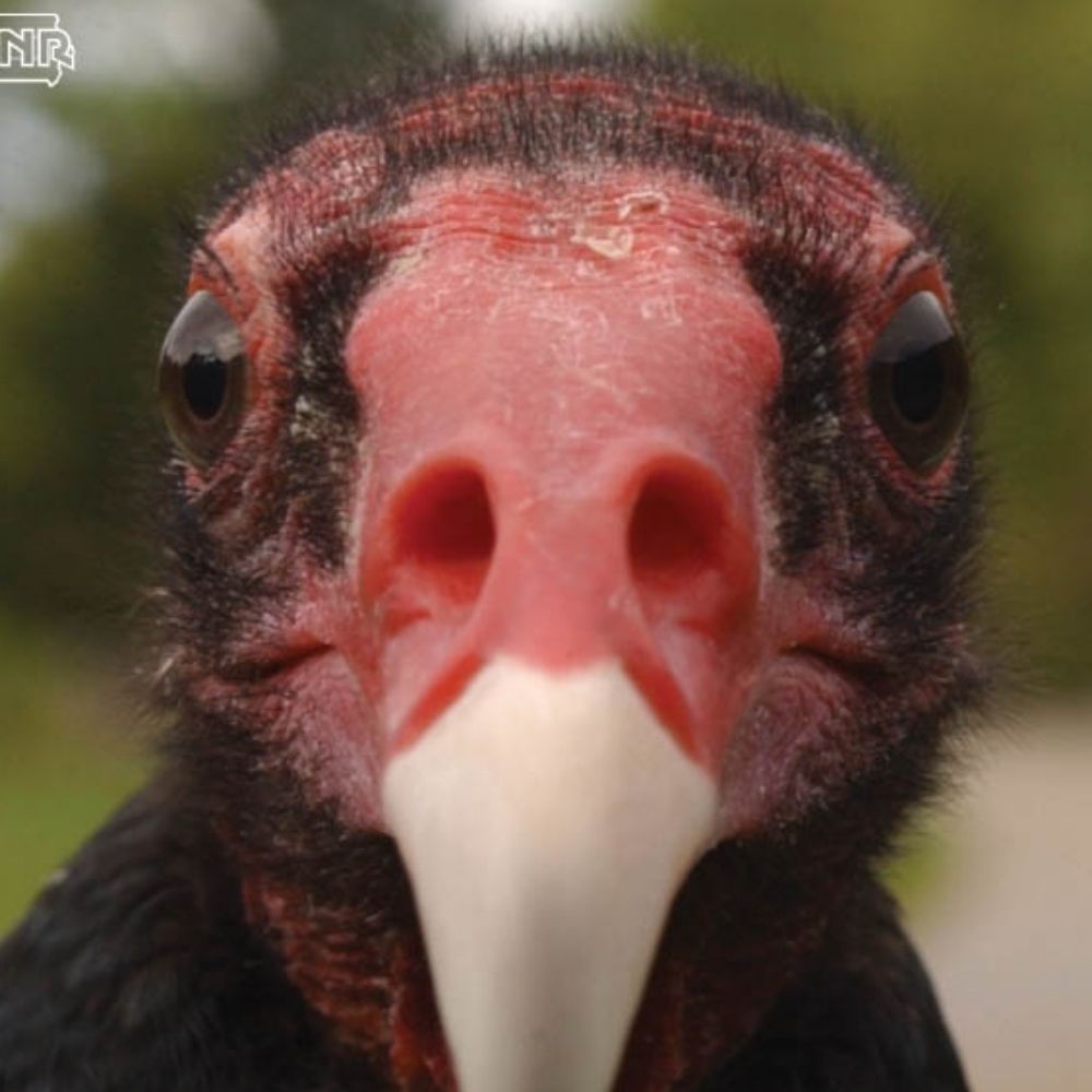 🐦‍⬛an actual vulture