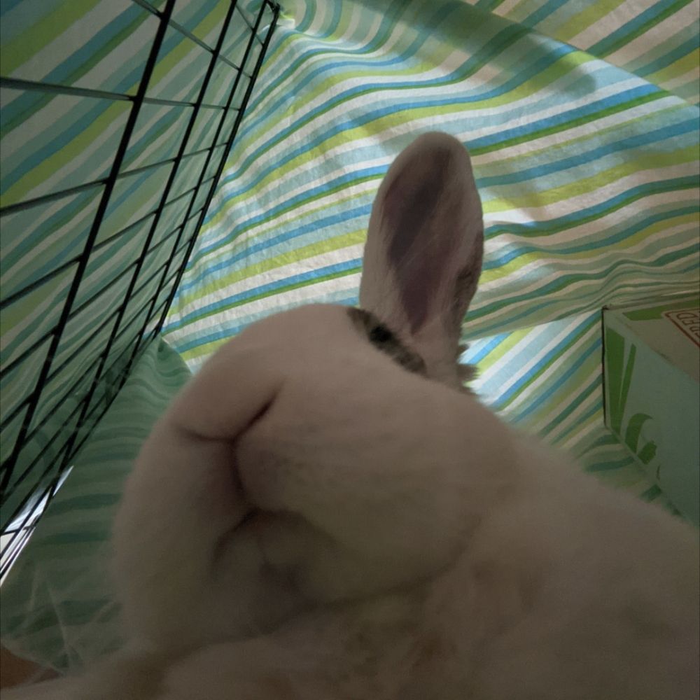 southwest_bunny