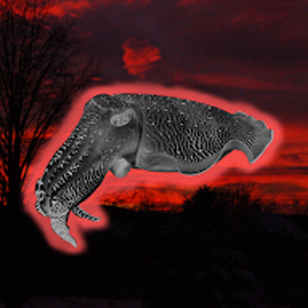 Crimson Cuttlefish