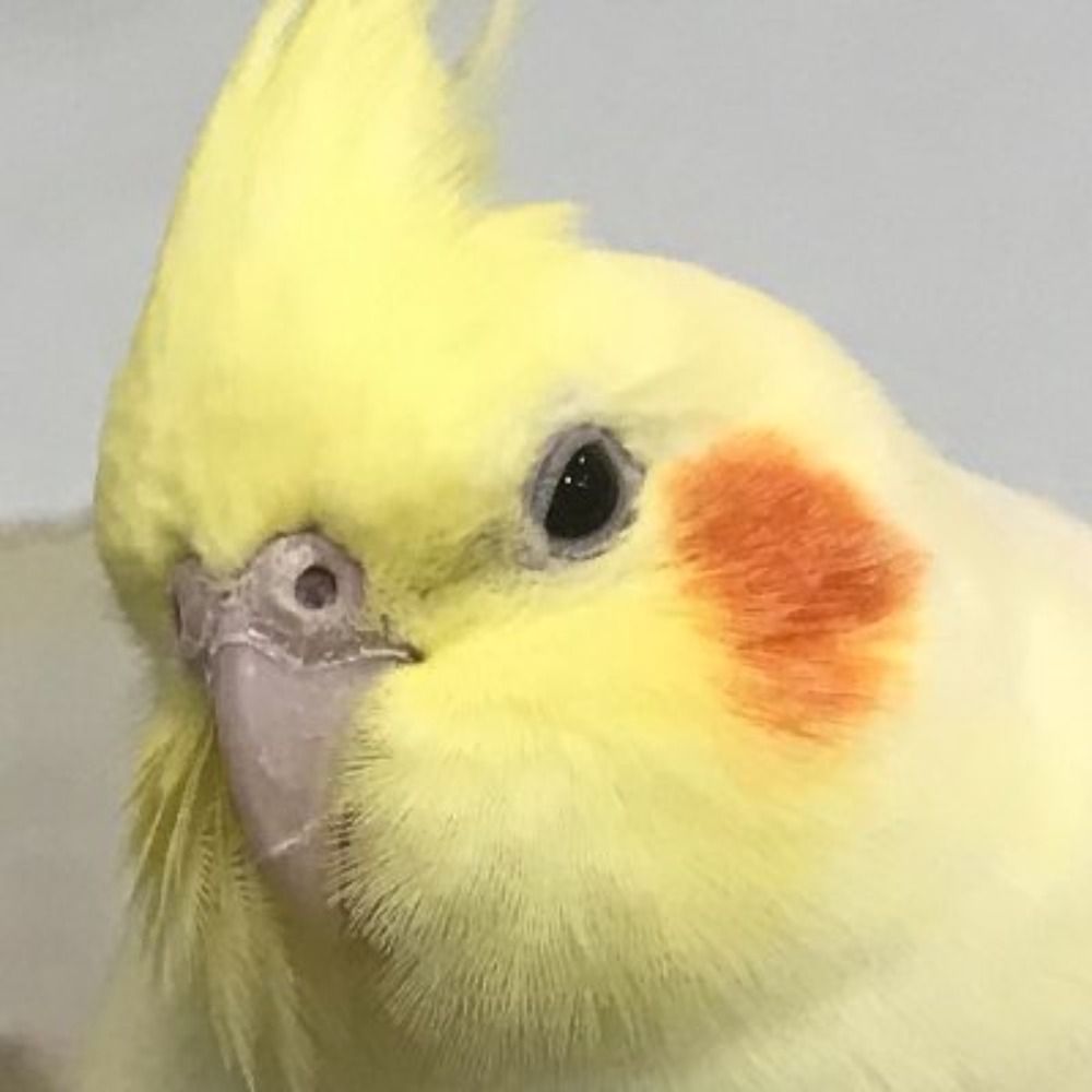 inkosmell (月風魔伝UMスッキ鳥)