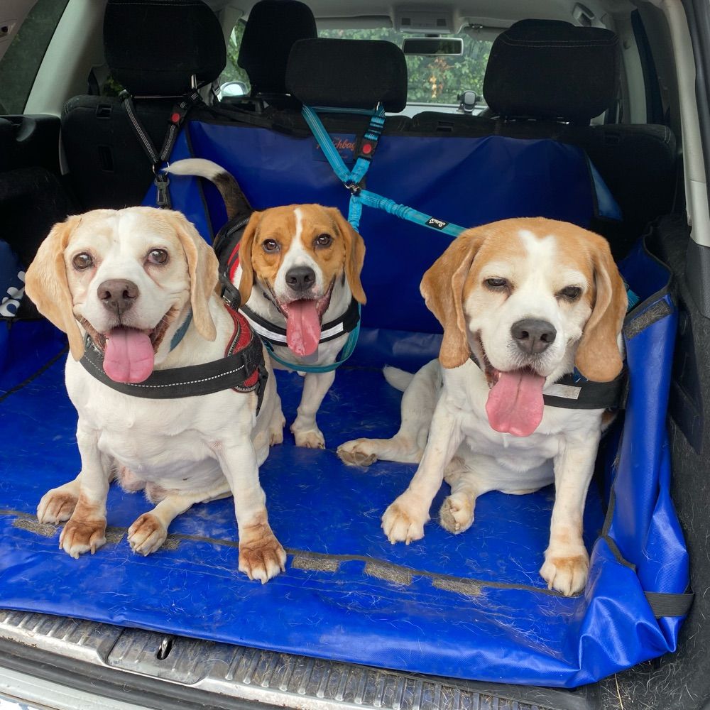 Blaze, Boomer & Bertie aka the Beagle Bunch 🐶🐞