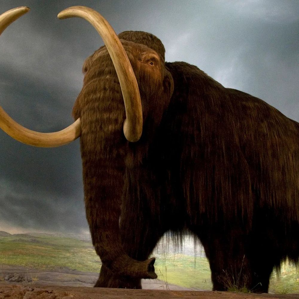 Mammoth Hunter