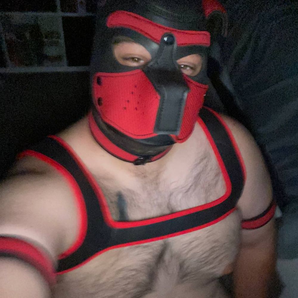 Profile picture pupgearon.bsky.social