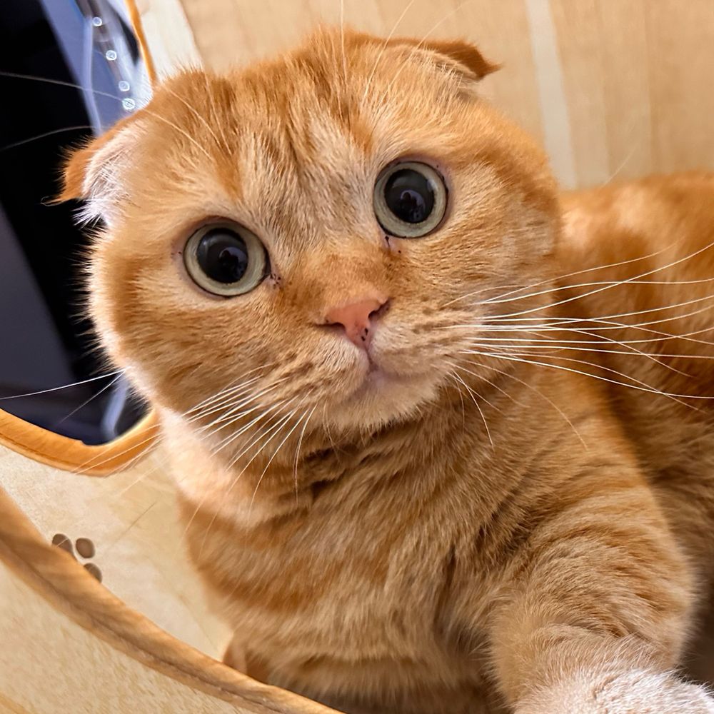 ヒジキ