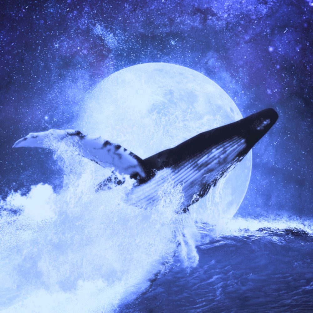 Chandel 🐋🕸️