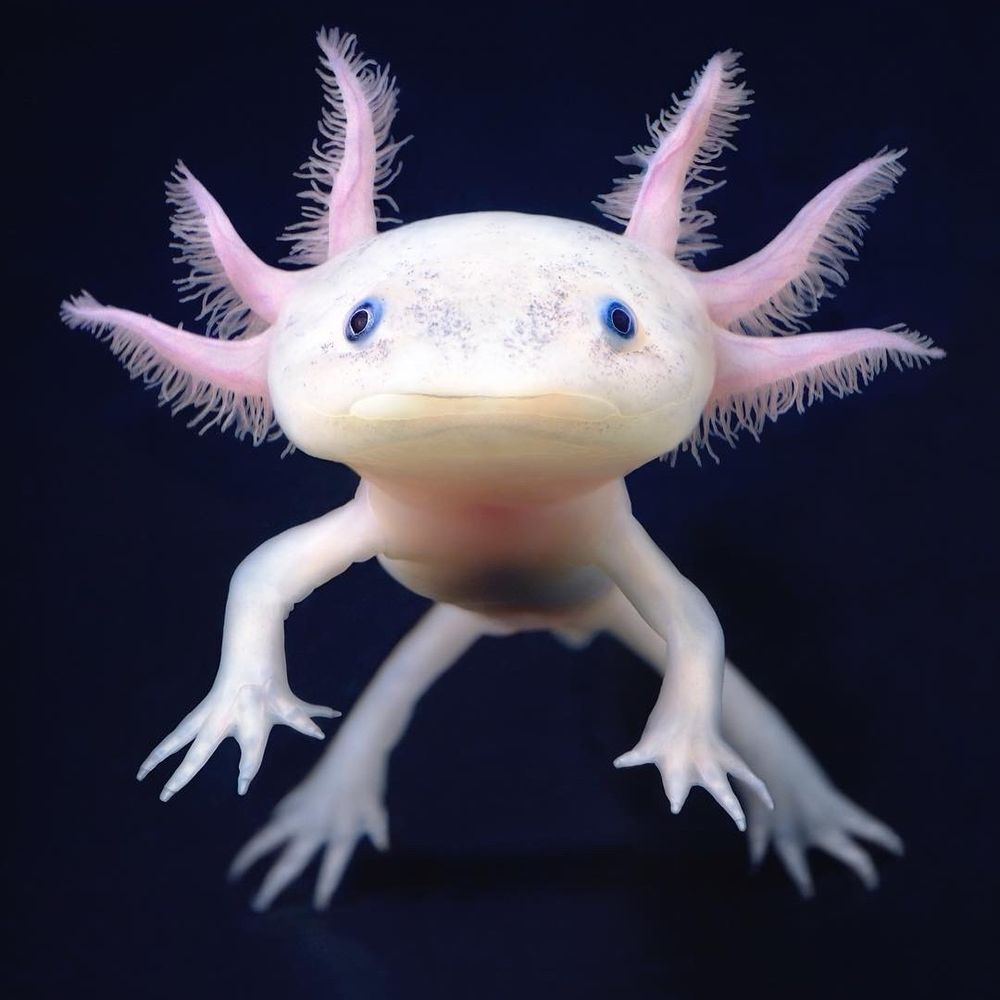 Axolotito Durden