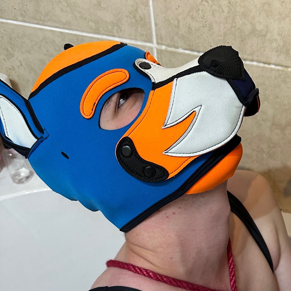 Pup Shinga
